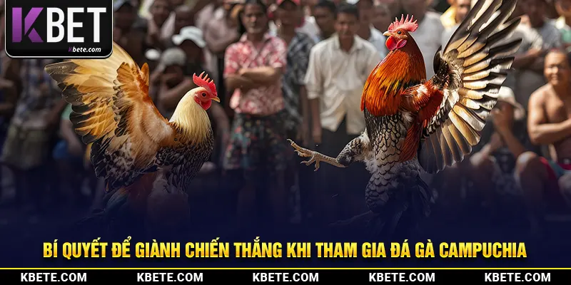 Bí quyết để giành chiến thắng khi tham gia đá gà Campuchia