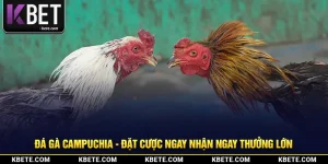 Đá Gà Campuchia - Đặt Cược Ngay Nhận Ngay Thưởng Lớn