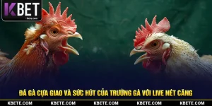 Đá Gà Cựa Giao Và Sức Hút Của Trường Gà Với Live Nét Căng