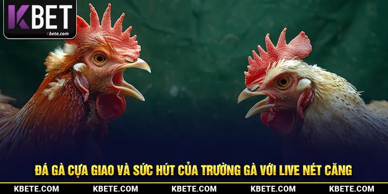 Đá Gà Cựa Giao Và Sức Hút Của Trường Gà Với Live Nét Căng