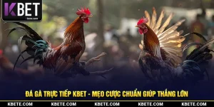 Đá Gà Trực Tiếp Kbet - Mẹo Cược Chuẩn Giúp Thắng Lớn