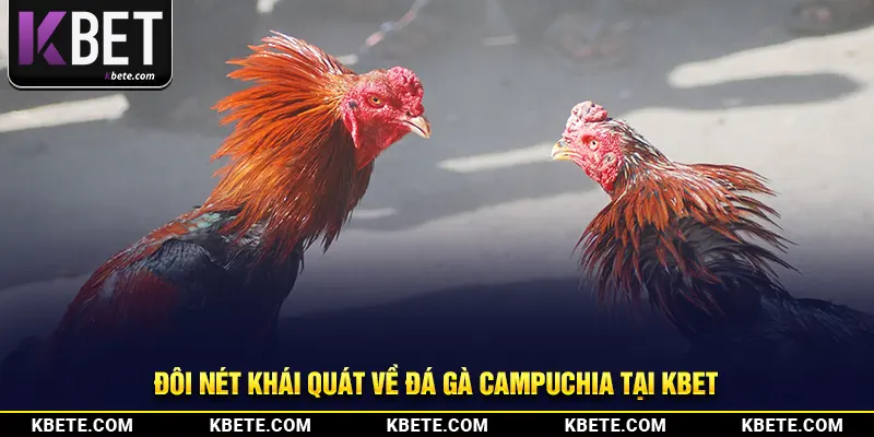 Đôi nét khái quát về đá gà Campuchia tại kbet