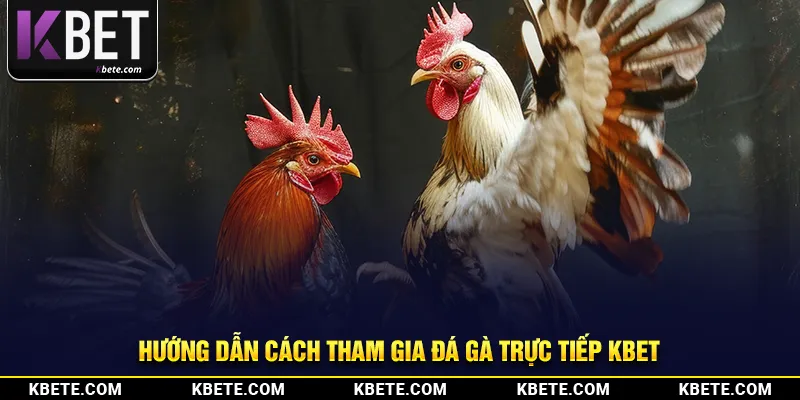 Hướng dẫn cách tham gia đá gà trực tiếp kbet
