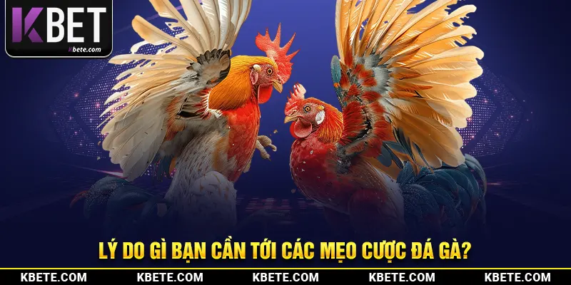 Lý do gì bạn cần tới các mẹo cược đá gà?
