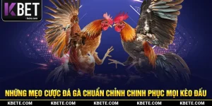 Những Mẹo Cược Đá Gà Chuẩn Chỉnh Chinh Phục Mọi Kèo Đấu