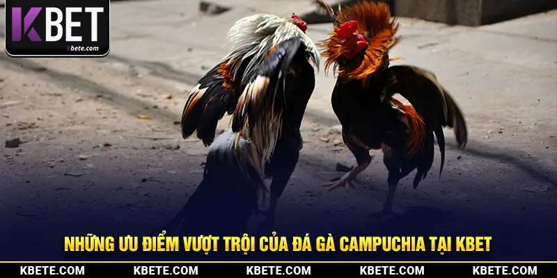 Những ưu điểm vượt trội của đá gà Campuchia tại kbet