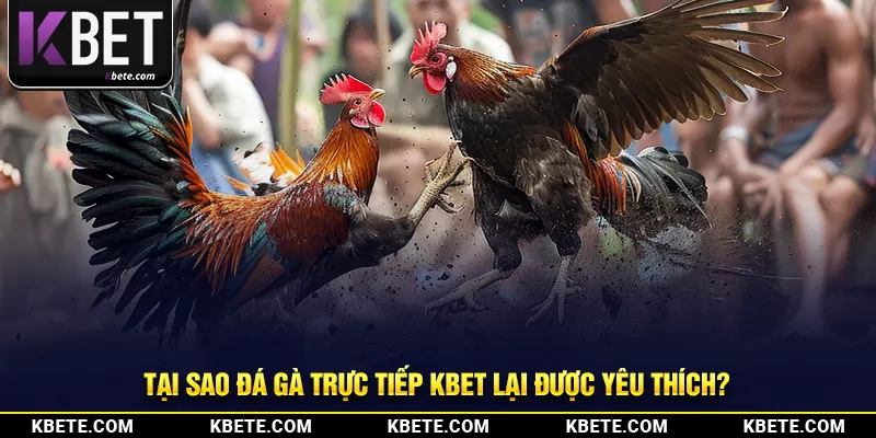 Tại sao đá gà trực tiếp kbet lại được yêu thích?