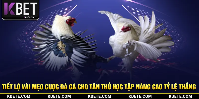 Tiết lộ vài mẹo cược đá gà cho tân thủ học tập nâng cao tỷ lệ thắng