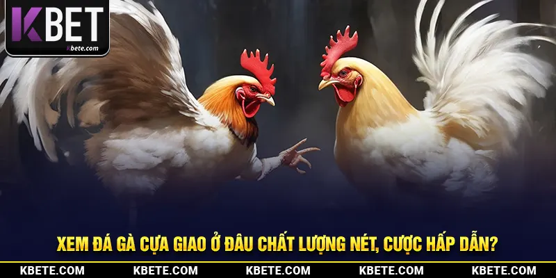 Xem đá gà cựa giao ở đâu chất lượng nét, cược hấp dẫn?